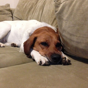 Fundraising Page: Pati Canseco